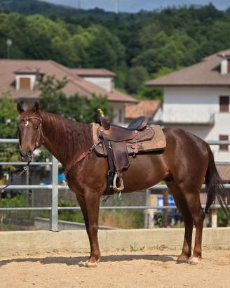 Cavallo
