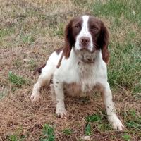 Springer spaniel inglese