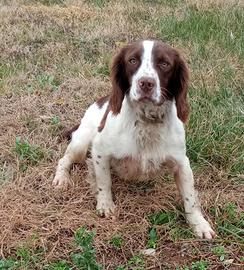 Springer spaniel inglese