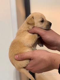 Chihuahua Pincher toy toy