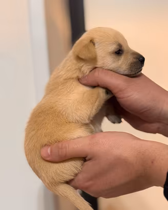 Chihuahua Pincher toy toy