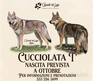Cane lupo cecoslovacco 
