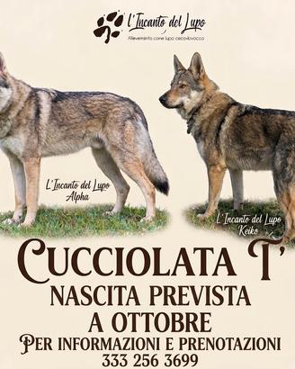 Cane lupo cecoslovacco 