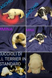 cuccioli disponibili 