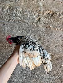 Gallina sebright