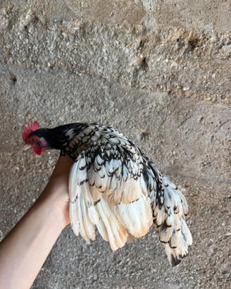 Gallina sebright