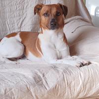 Jack russell
