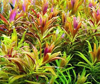 Piante per acquario lotto completo 