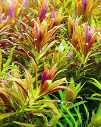 Piante per acquario lotto completo 