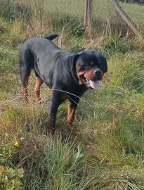 Cuccioli di rottweiler
