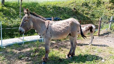 Asino-stallone Romagnolo