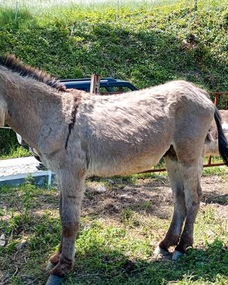 Asino-stallone Romagnolo