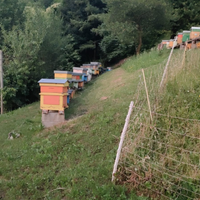 Nuclei e famiglie di api