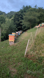 Nuclei e famiglie di api