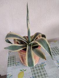 Agave in vaso