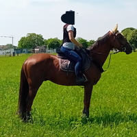 Cavallo