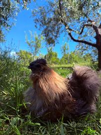 Gallo Moroseta