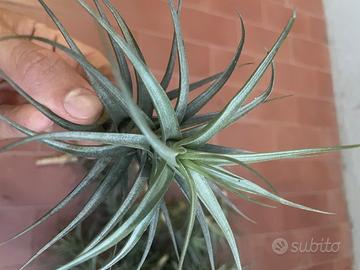 Pianta Tillandsia Bergeri