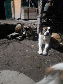 Cuccioli Pastore Asia Centrale