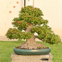 Acero tridente Buergerianum