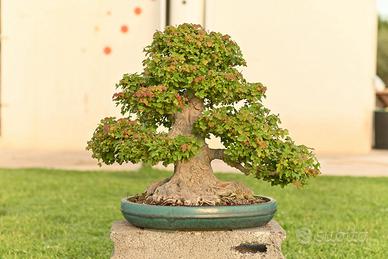 Acero tridente Buergerianum