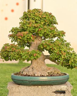 Acero tridente Buergerianum