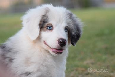 Miniature american shepherd