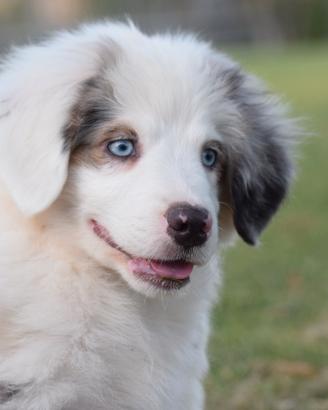 Miniature american shepherd