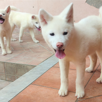 INU Cane AKITA Puro Giapponese qualità selezionata