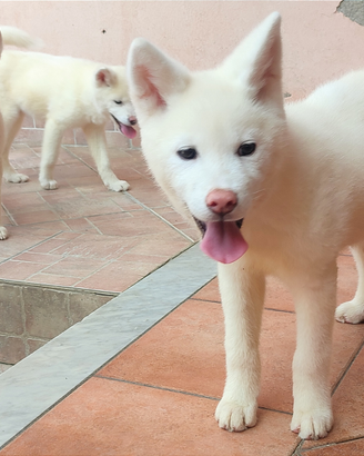 INU Cane AKITA Puro Giapponese qualità selezionata