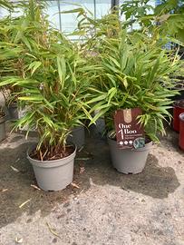 Fargesia Red Dragon Due Piante altezza 50/60 cm