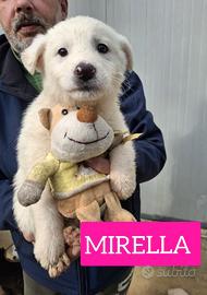 Cuccioli in canile 3 mesi