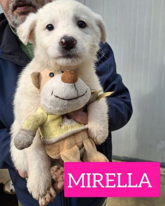 Cuccioli in canile 3 mesi