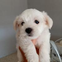 Cuccioli di Maltese Toy