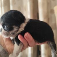 Dolcissimi chihuahua presto disponibili