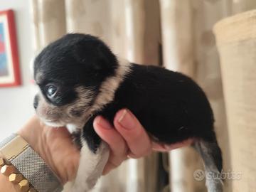 Dolcissimi chihuahua presto disponibili
