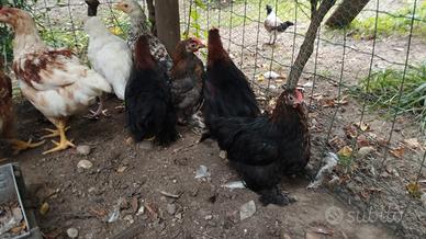 Galletti cocincina nana 4 mesi