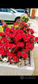 2 vasi in cemento con 2 azalee rosse e 2 bianche 