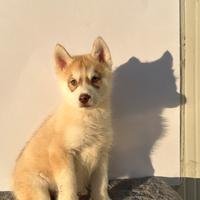 Siberian Husky con pedigree enci