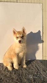 Siberian Husky con pedigree enci