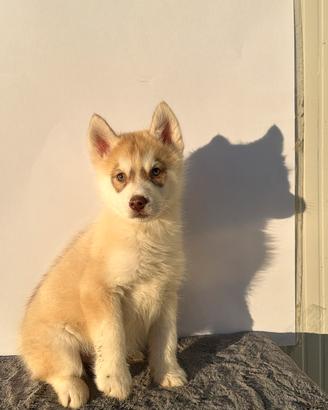 Siberian Husky con pedigree enci