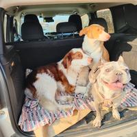 Dog Sitter/Pensione/commissioni