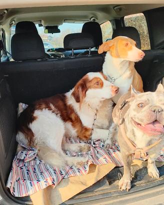 Dog Sitter/Pensione/commissioni