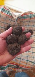 Lagotto