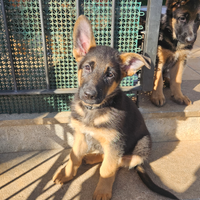 Cuccioli di pastore tedesco con pedigree