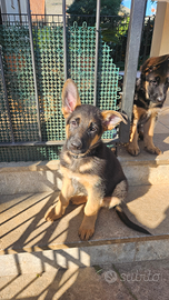 Cuccioli di pastore tedesco con pedigree