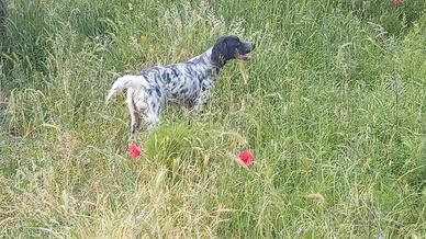 Setter inglese