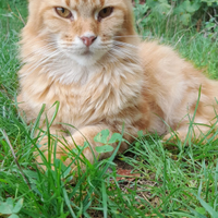 Maine Coon femmina rossa