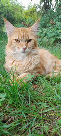 Maine Coon femmina rossa