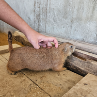 Cani della prateria